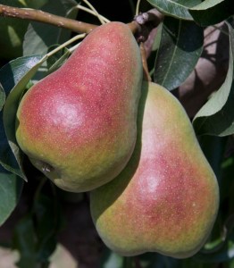 Harrow Delight Pear